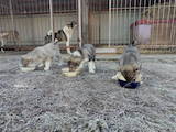 Собаки, щенки Западно-Сибирская лайка, цена 100 Грн., Фото