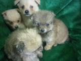 Собаки, щенки Неизвестная порода, цена 1000 Грн., Фото