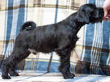 Собаки, щенята Цвергшнауцер, ціна 4000 Грн., Фото