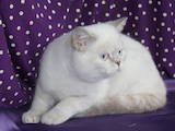 Кішки, кошенята Шотландська висловуха, ціна 2000 Грн., Фото