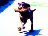 Собаки, щенки Немецкая жесткошерстная легавая, цена 6000 Грн., Фото