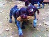 Собаки, щенята Німецька жорсткошерста лягава, ціна 6000 Грн., Фото