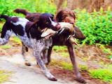 Собаки, щенята Німецька жорсткошерста лягава, ціна 6000 Грн., Фото