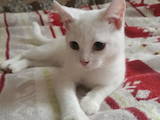 Кошки, котята Британская короткошерстная, цена 10 Грн., Фото