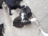 Собаки, щенки Русский спаниель, цена 100 Грн., Фото