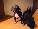 Собаки, щенки Английский пойнтер, цена 4000 Грн., Фото