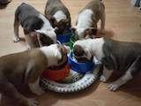 Собаки, щенки Английский бульдог, цена 10000 Грн., Фото