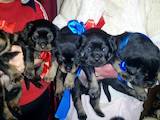 Собаки, щенки Ротвейлер, цена 2000 Грн., Фото