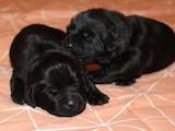 Собаки, щенки Ньюфаундленд, цена 12000 Грн., Фото