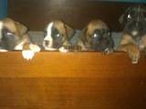 Собаки, щенки Боксер, цена 7000 Грн., Фото