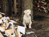 Собаки, щенята Аргентинський дог, ціна 11000 Грн., Фото