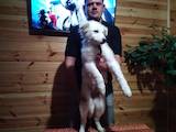 Собаки, щенята Біла Швейцарська вівчарка, ціна 5000 Грн., Фото