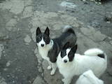 Собаки, щенки Восточно-Сибирская лайка, цена 2800 Грн., Фото