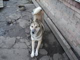 Собаки, щенки Восточно-Сибирская лайка, цена 2800 Грн., Фото