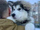 Собаки, щенки Аляскинский маламут, цена 7000 Грн., Фото