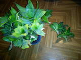 Домашние растения Мелкие растения, цена 50 Грн., Фото