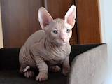 Кошки, котята Донской сфинкс, цена 5000 Грн., Фото