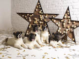 Собаки, щенки Американский акита, цена 34000 Грн., Фото