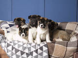 Собаки, щенки Американский акита, цена 34000 Грн., Фото