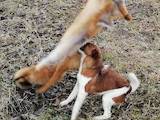 Собаки, щенята Гладкошерста фокстер'єр, ціна 1500 Грн., Фото
