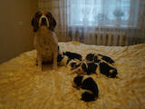 Собаки, щенки Бигль, цена 6000 Грн., Фото