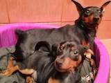Собаки, щенята Карликовий пінчер, ціна 5500 Грн., Фото