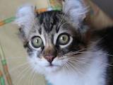 Кішки, кошенята Американський керл, ціна 8000 Грн., Фото