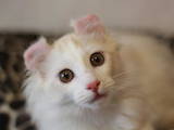 Кошки, котята Американский керл, цена 8000 Грн., Фото
