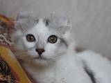 Кошки, котята Американский керл, цена 8000 Грн., Фото