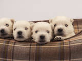 Собаки, щенята Вестхайленд уайт тер'єр, ціна 28000 Грн., Фото
