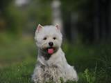 Собаки, щенята Вестхайленд уайт тер'єр, ціна 28000 Грн., Фото