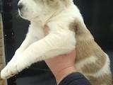 Собаки, щенята Середньоазіатська вівчарка, ціна 5000 Грн., Фото