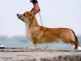 Собаки, щенята Вельш коргі пемброк, ціна 45000 Грн., Фото