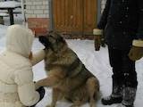 Собаки, щенята Кавказька вівчарка, ціна 1000 Грн., Фото