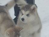Собаки, щенята Аляска маламут, ціна 6000 Грн., Фото