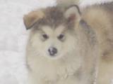 Собаки, щенята Аляска маламут, ціна 6000 Грн., Фото