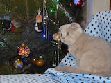 Кошки, котята Шотландская вислоухая, цена 2400 Грн., Фото