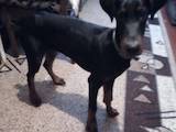 Собаки, щенки Доберман, цена 1000 Грн., Фото