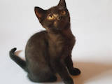 Кошки, котята Бурма, цена 700 Грн., Фото