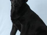 Собаки, щенята Лабрадор ретрівер, ціна 6000 Грн., Фото