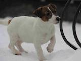 Собаки, щенята Джек Рассел тер'єр, ціна 12000 Грн., Фото