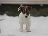 Собаки, щенята Джек Рассел тер'єр, ціна 12000 Грн., Фото
