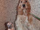Собаки, щенки Английский коккер, цена 16500 Грн., Фото