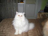 Кошки, котята Персидская, цена 2200 Грн., Фото