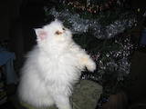 Кошки, котята Персидская, цена 2200 Грн., Фото