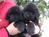 Собаки, щенки Ньюфаундленд, цена 12000 Грн., Фото