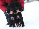 Собаки, щенята Ньюфаундленд, ціна 12000 Грн., Фото