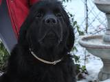 Собаки, щенята Ньюфаундленд, ціна 12000 Грн., Фото