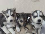 Собаки, щенки Сибирский хаски, цена 2850 Грн., Фото