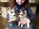 Собаки, щенки Сибирский хаски, цена 2850 Грн., Фото